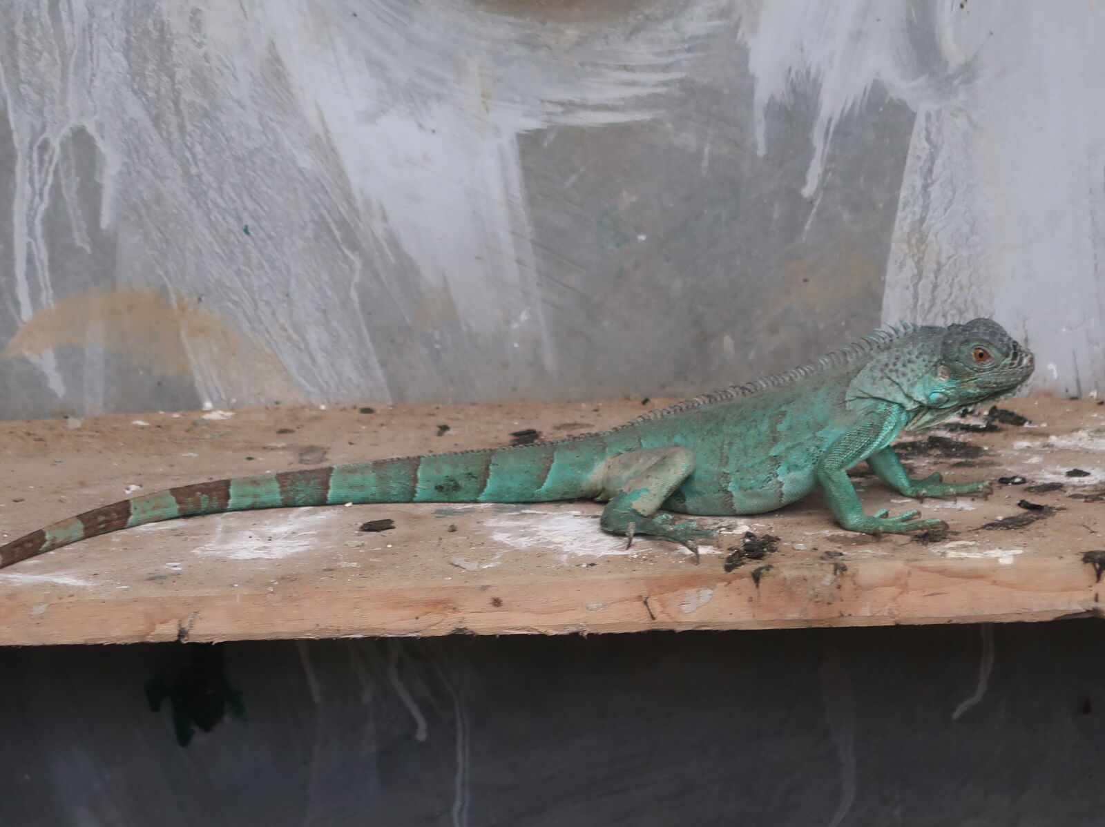 Canon PowerShot G7 X Mark II sample photo. Iguana photography