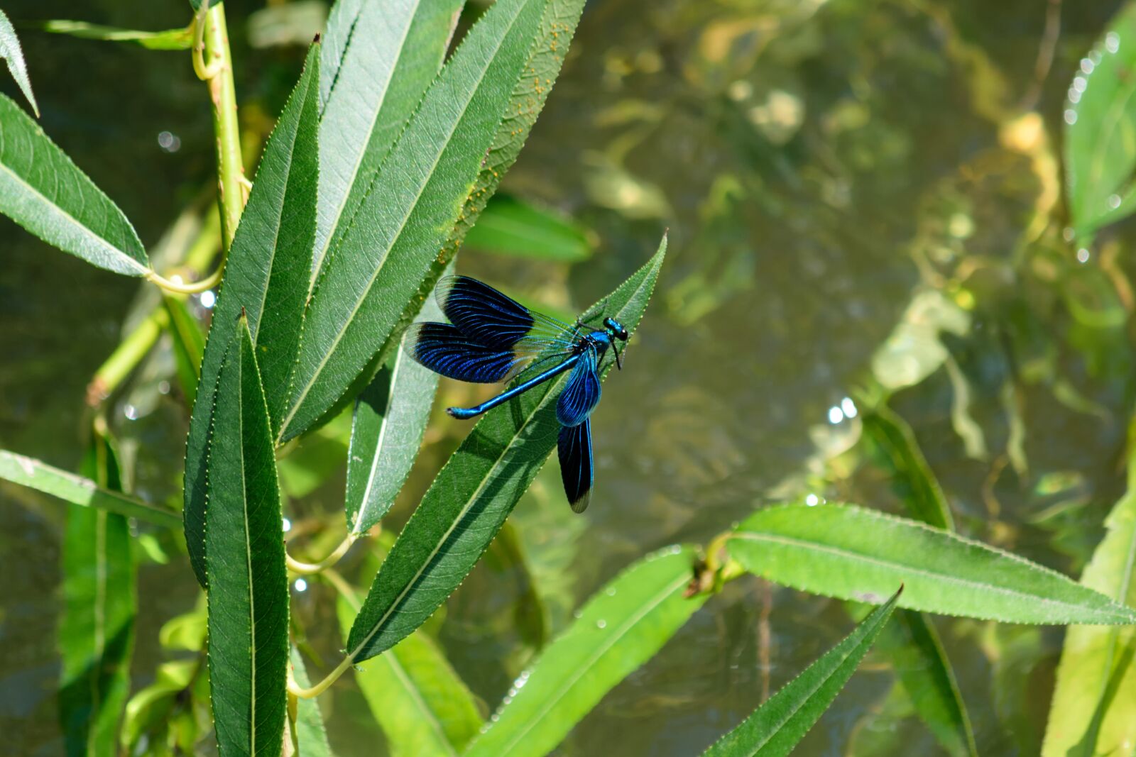 Nikon D5300 sample photo. Demoiselle, insect, blue photography