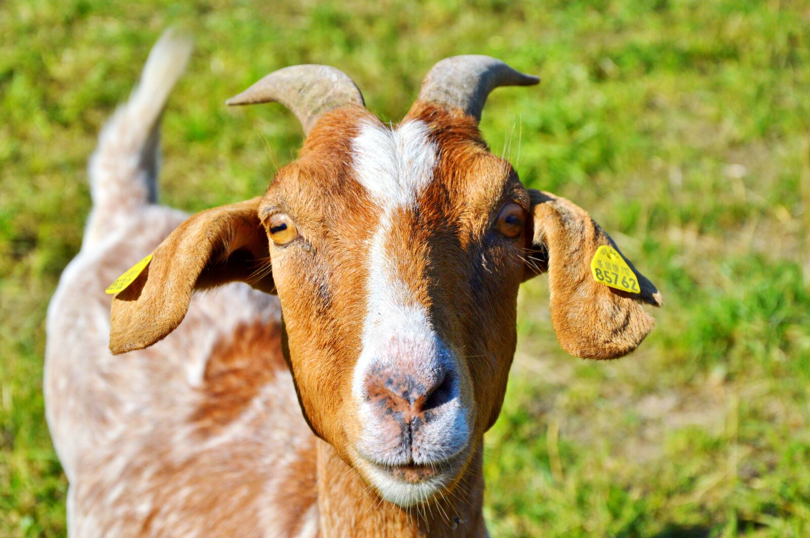 Nikon D3200 sample photo. Goat, billy goat, horns photography