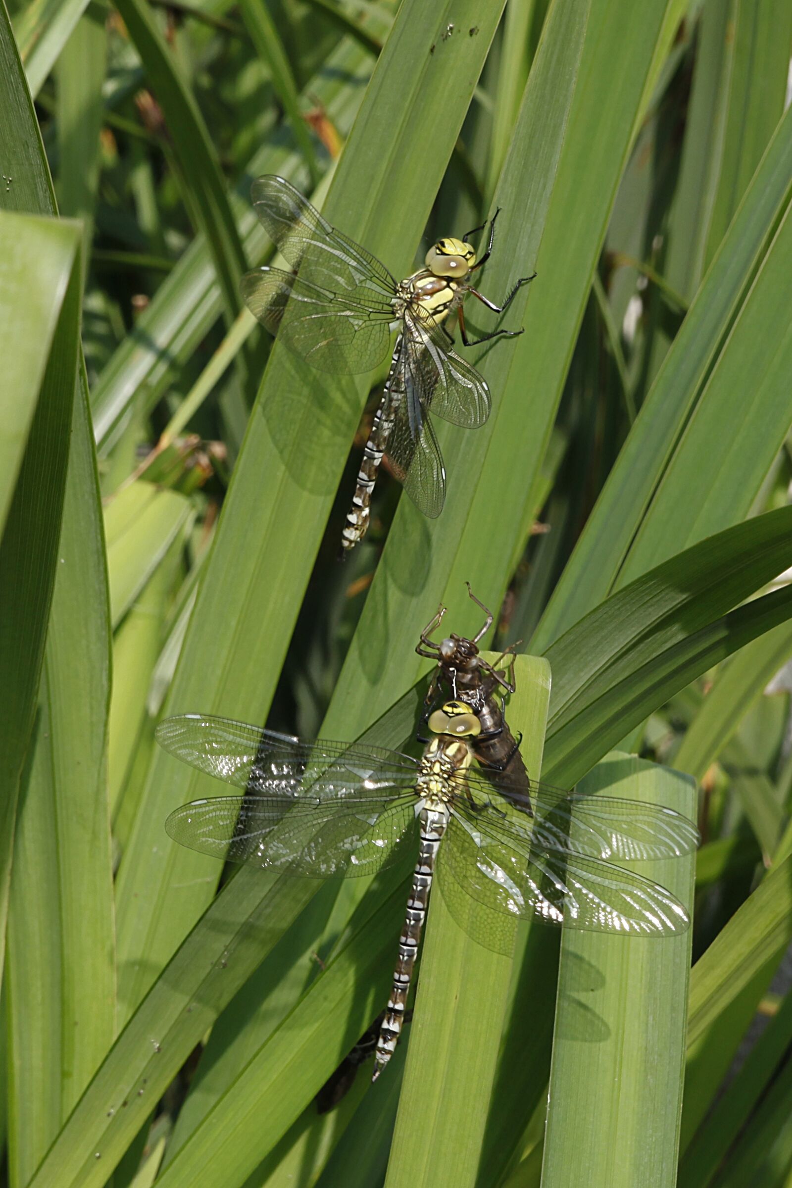Canon EOS 5D Mark II sample photo. Dragonflies, nature, insect photography