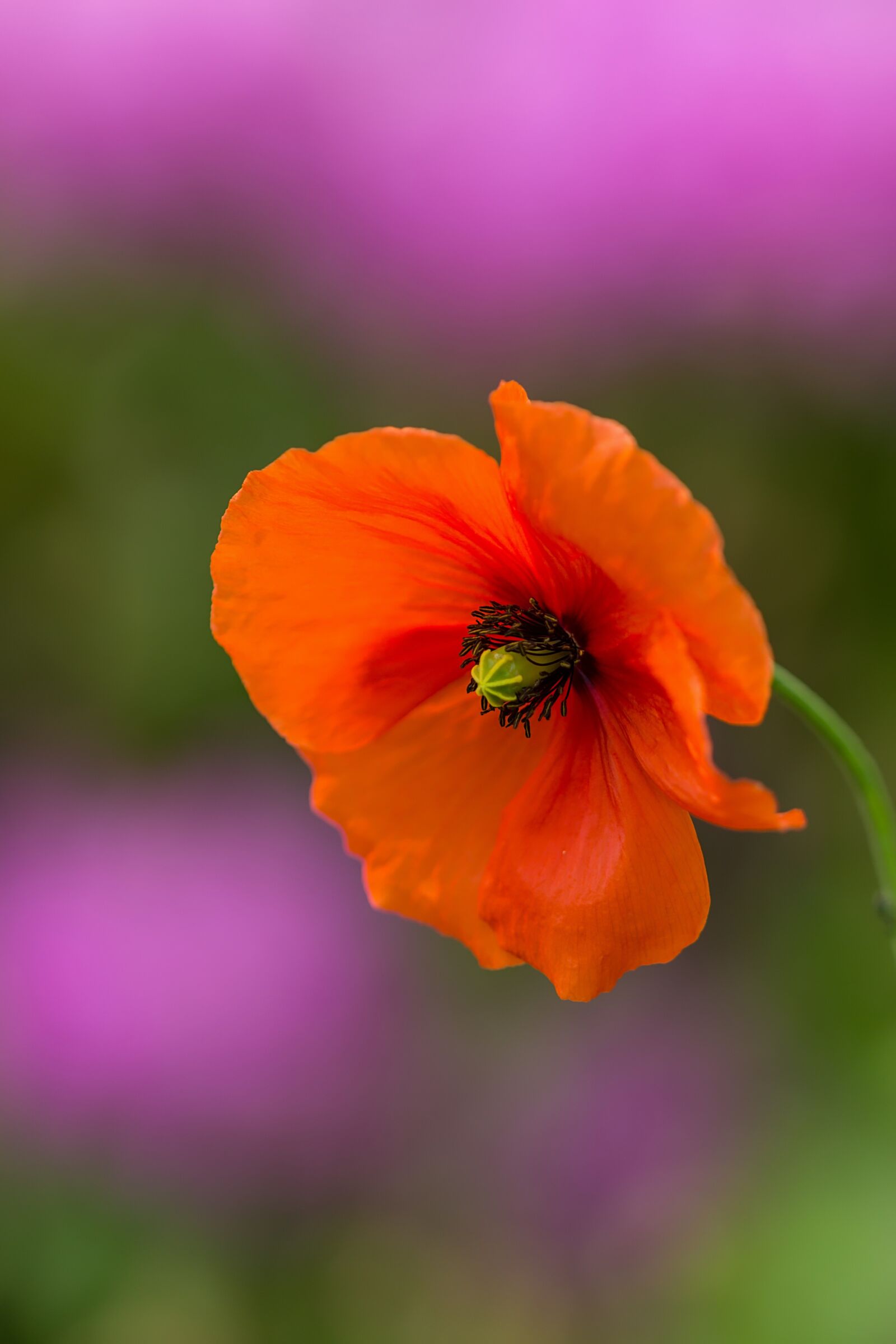 Canon EOS 600D (Rebel EOS T3i / EOS Kiss X5) sample photo. Flower, red, fire flower photography