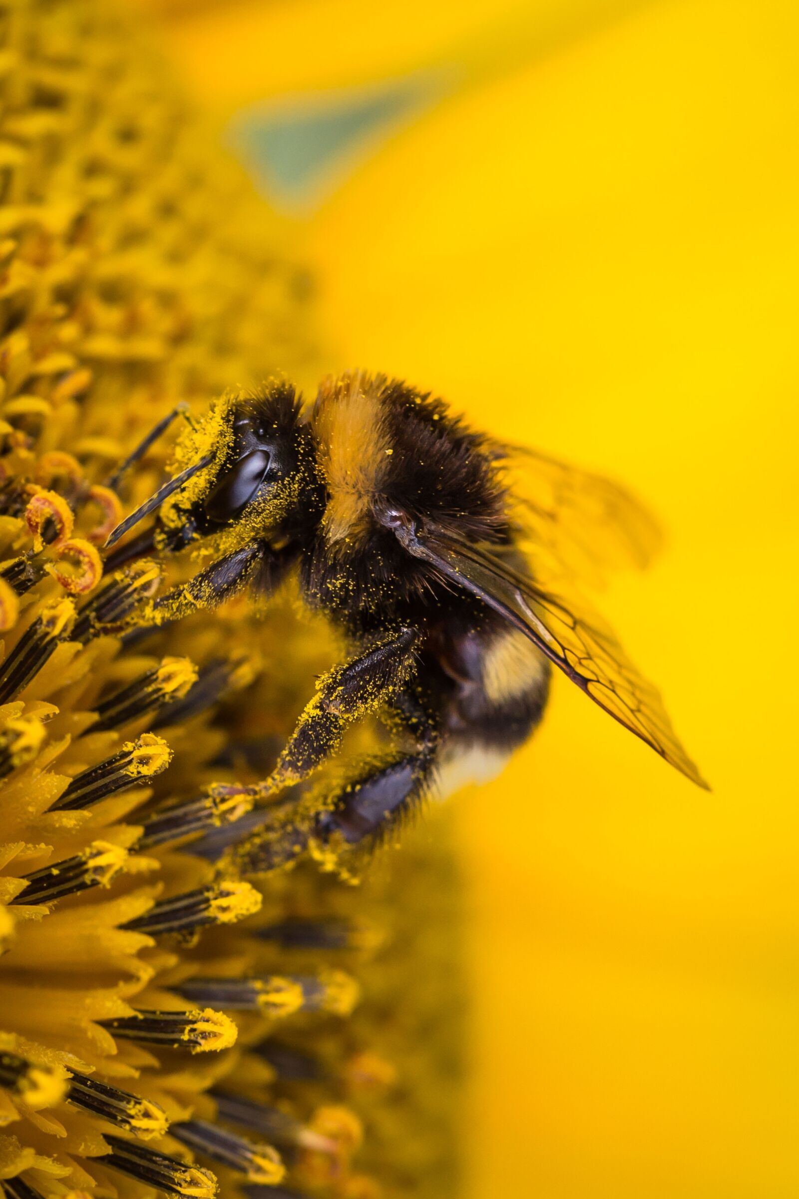 Canon EOS 6D sample photo. Sunflower, hummel, insect photography