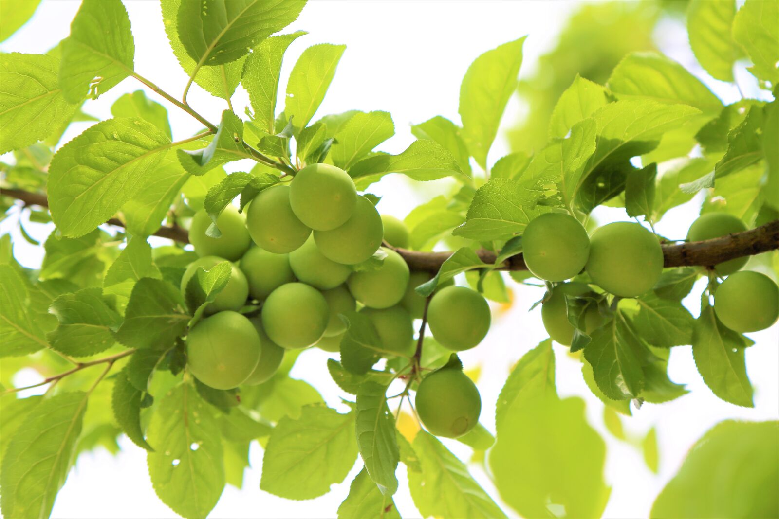 Canon EF 24-105mm F4L IS USM sample photo. Fruit, erik, tree photography