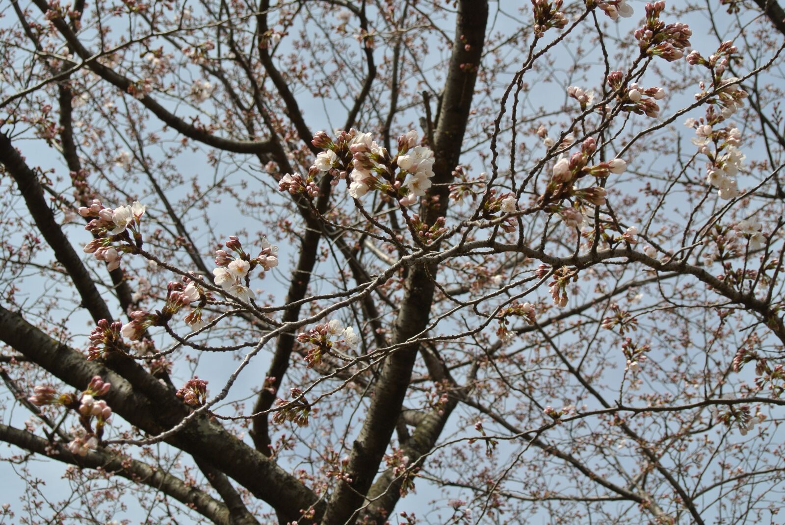 Nikon 1 Nikkor VR 10-30mm F3.5-5.6 sample photo. Cherry blossoms, spring, flowers photography