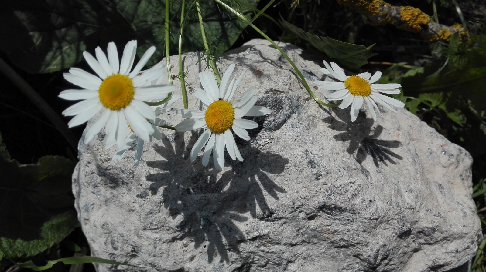 HUAWEI Cherry Mini sample photo. Chamomile, summer, june photography