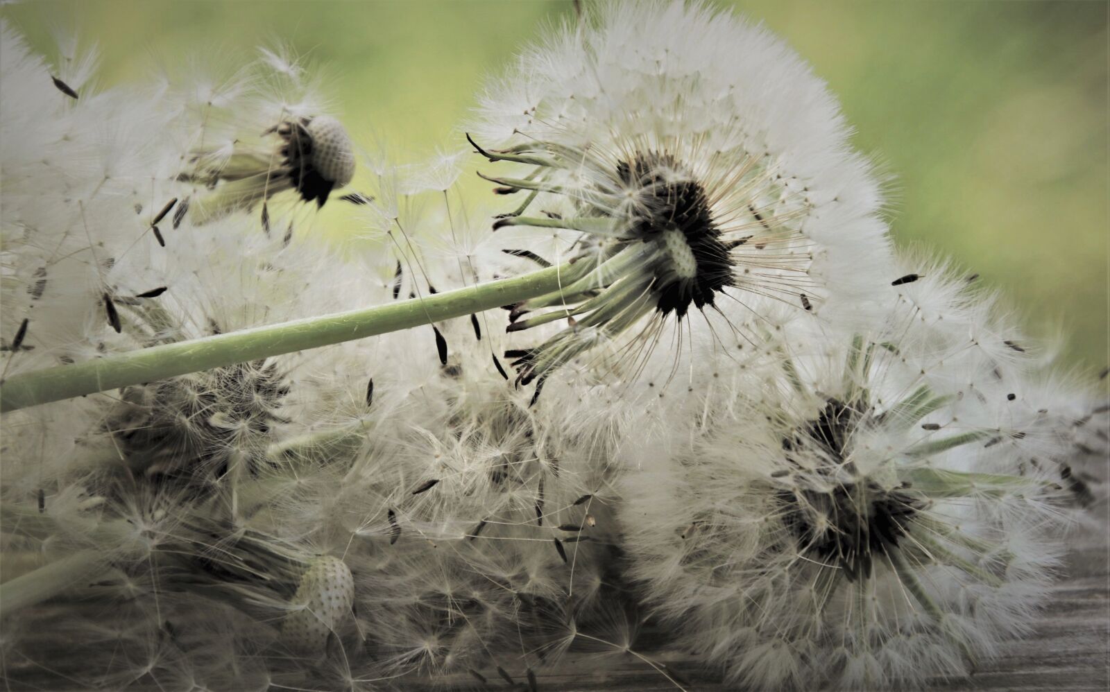 Canon EOS 80D sample photo. Delicate, fluff, nuns photography