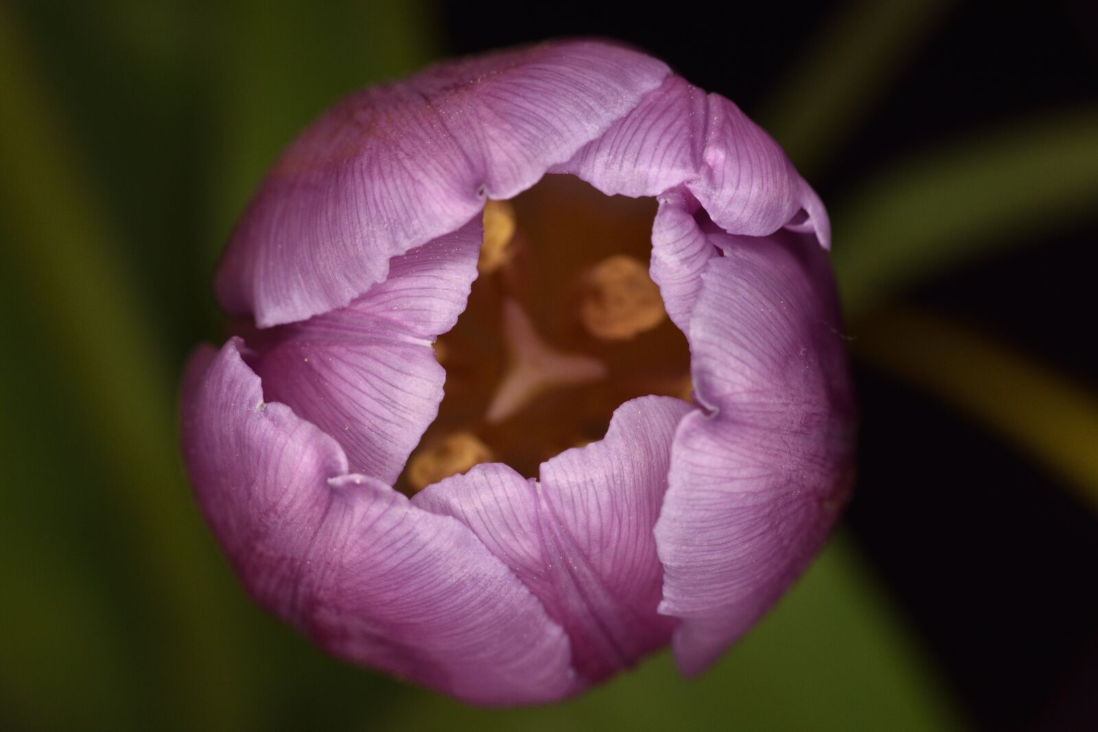 Nikon D7200 sample photo. Flower, tulip, macro photography