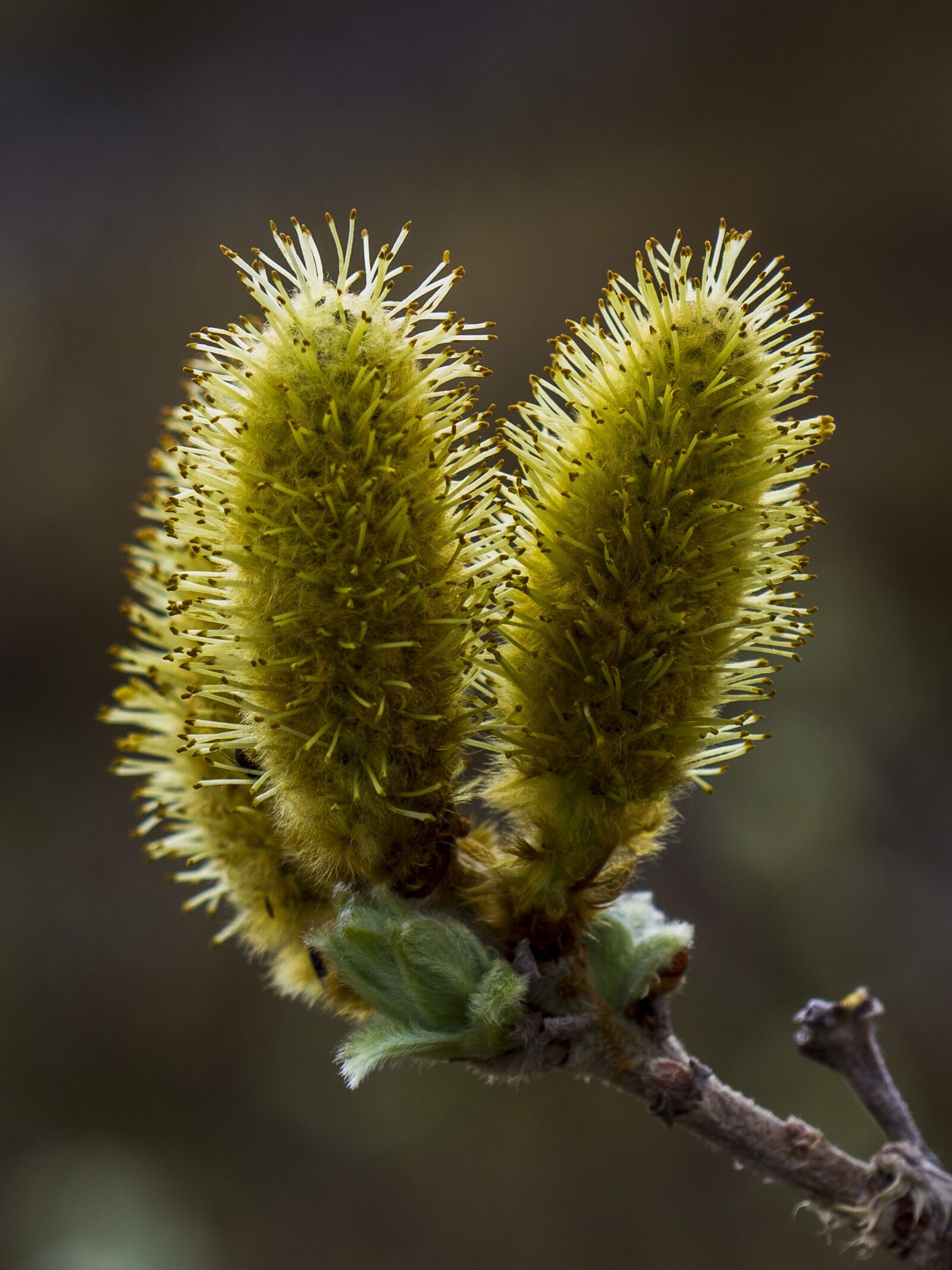 Canon EOS 7D + Canon EF 100mm F2.8 Macro USM sample photo. The nature of the photography