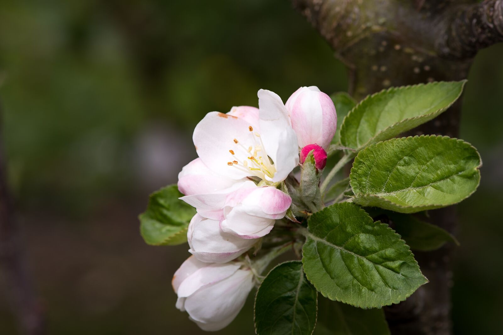 Nikon D750 sample photo. Apple tree blossom, flowers photography