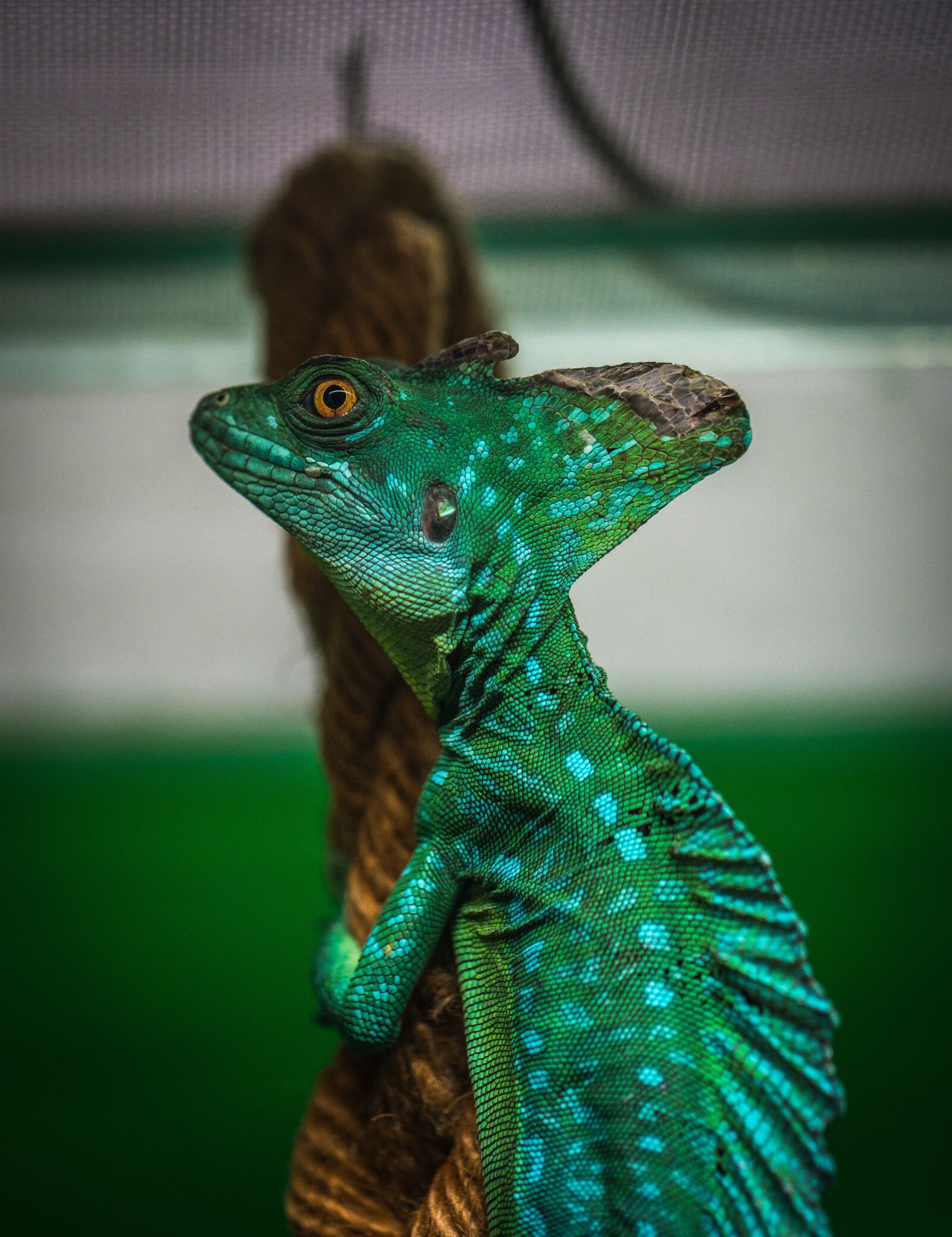 Sony a7R II + Canon EF 100mm F2.8L Macro IS USM sample photo. Lizard, reptile, living nature photography