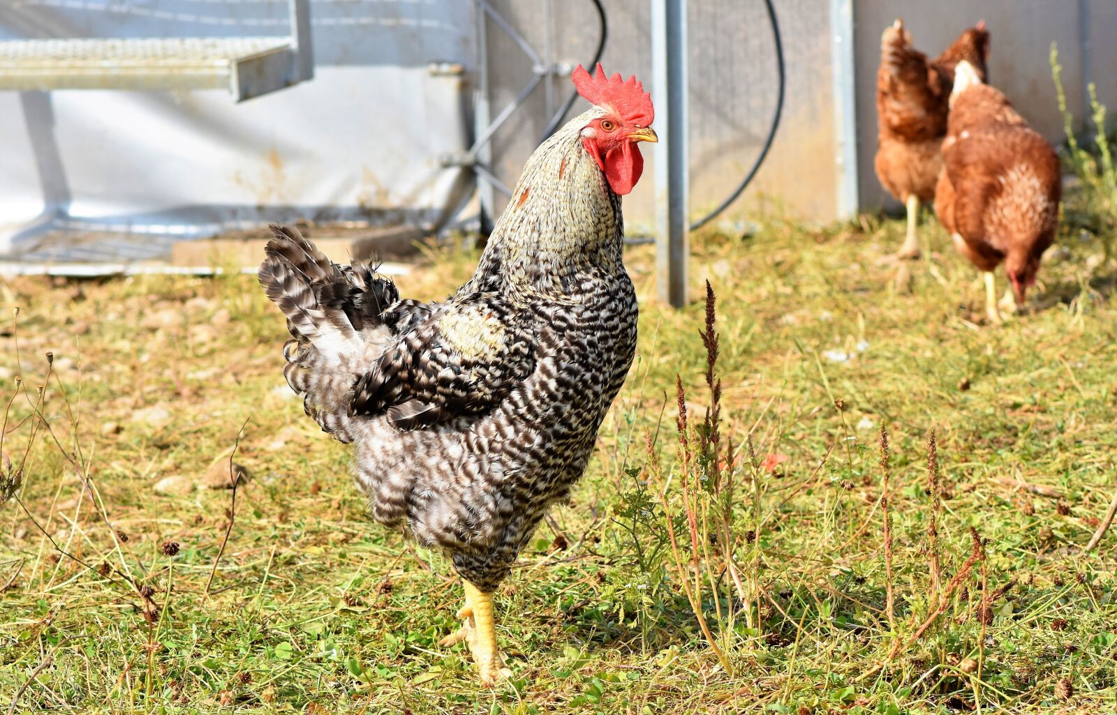 Nikon D7200 sample photo. Hahn, crow, poultry photography