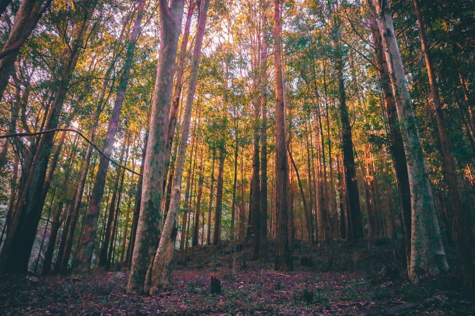 Canon EOS 750D (EOS Rebel T6i / EOS Kiss X8i) sample photo. Forest, trees, nature photography
