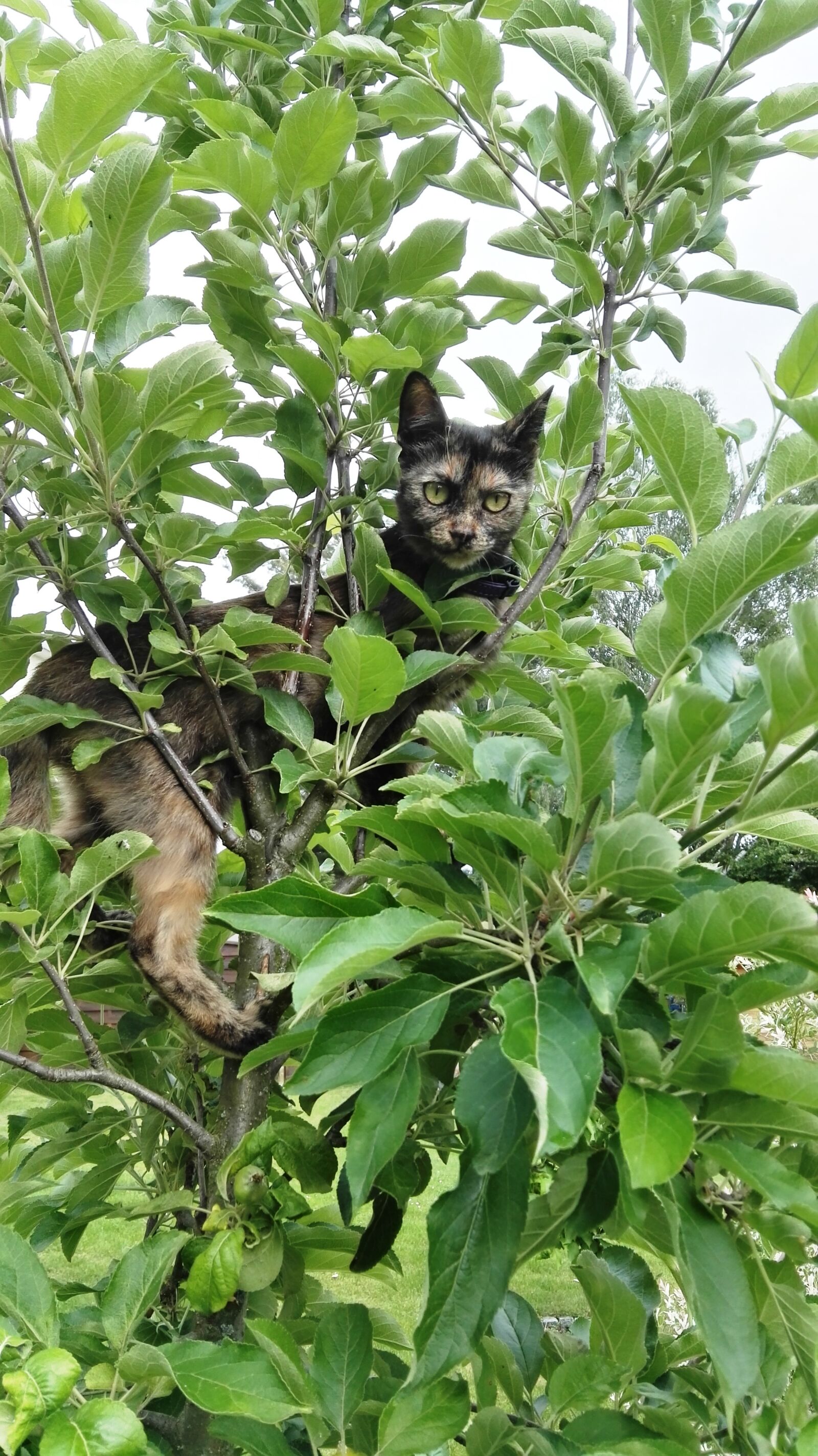 HUAWEI GRA-L09 sample photo. Cat, climb, tree photography