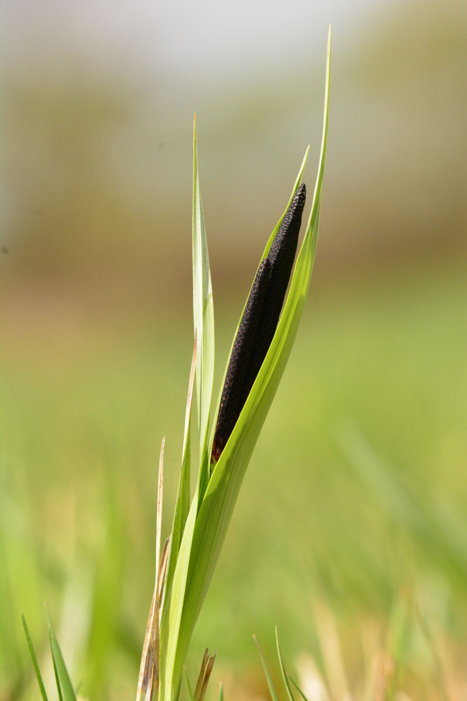 Nikon D7100 sample photo
