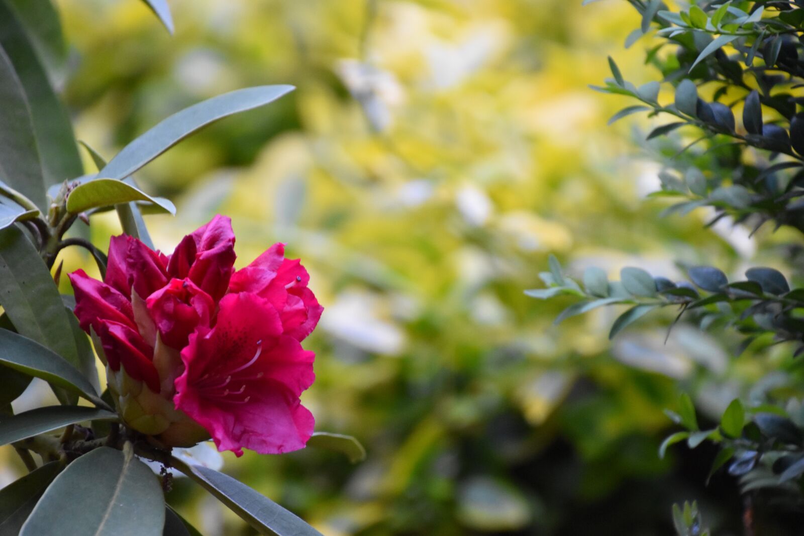Nikon D5600 sample photo. Nature, plant, flower photography