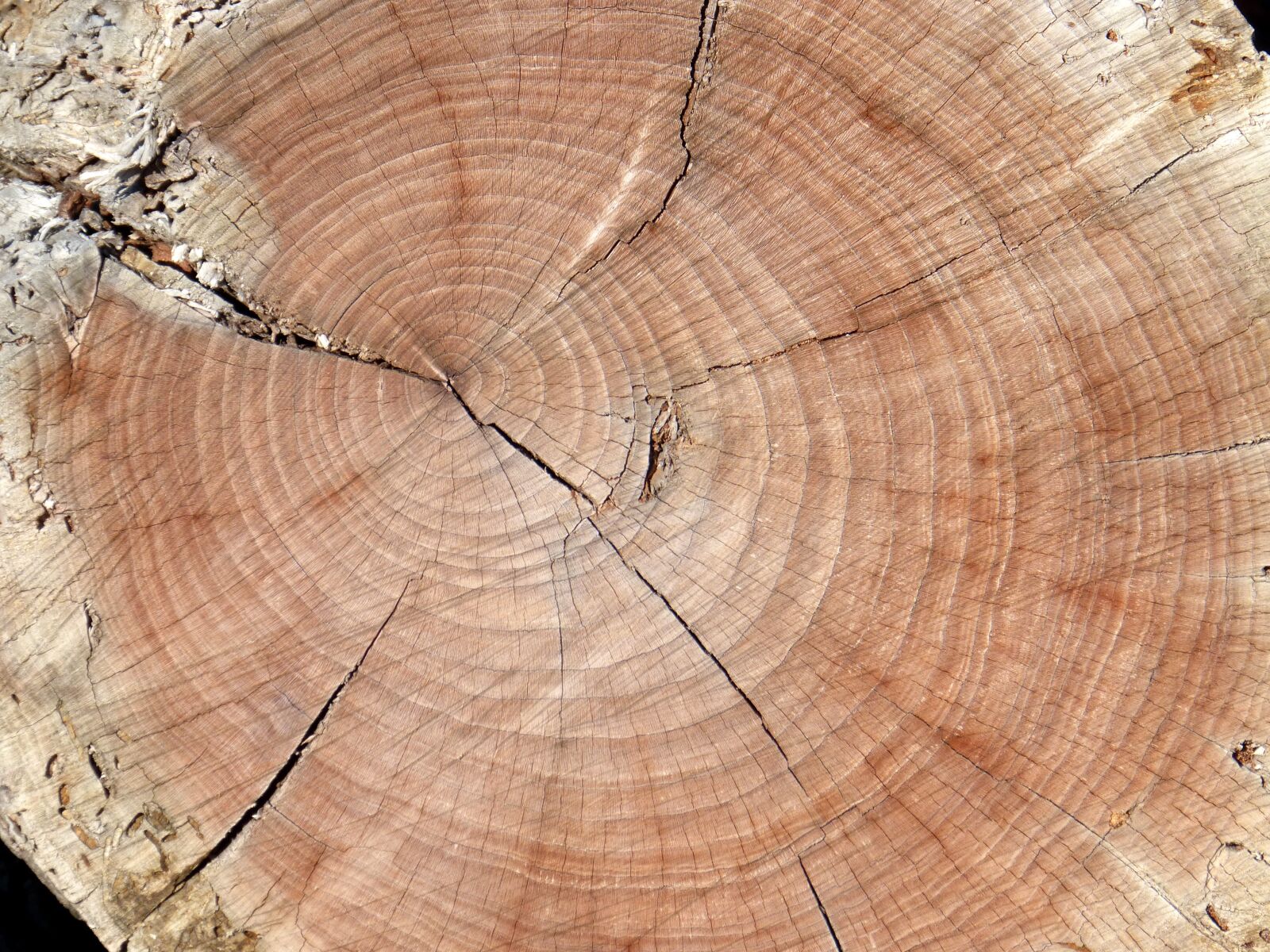 Panasonic DMC-FZ62 sample photo. Trunk, section wood, rings photography