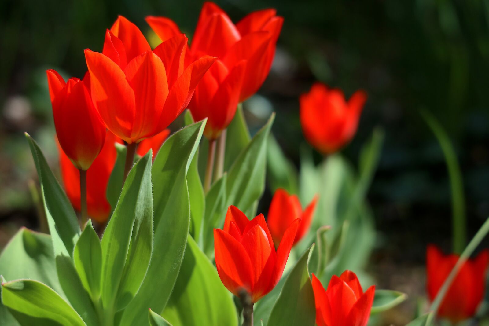 Canon EOS M100 sample photo. Tulips, red, the beginning photography
