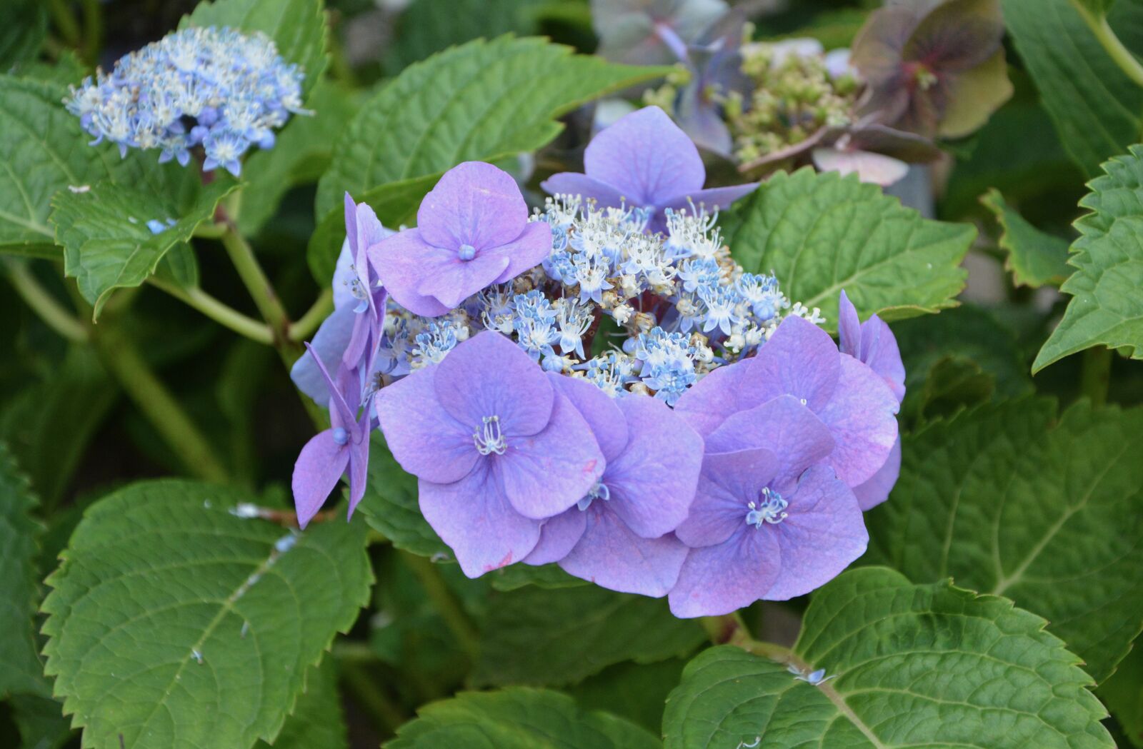 Nikon D5200 sample photo. Flower color, violet, hydrangea photography