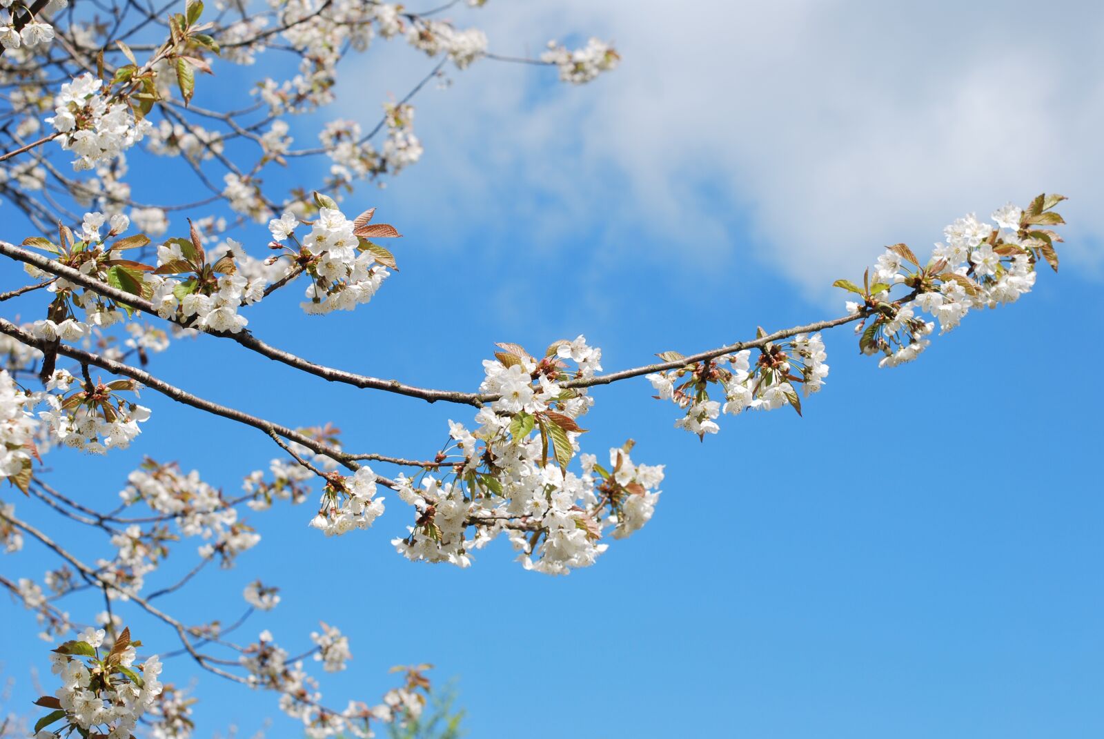 Nikon D60 sample photo. Tree, bloom, branch photography