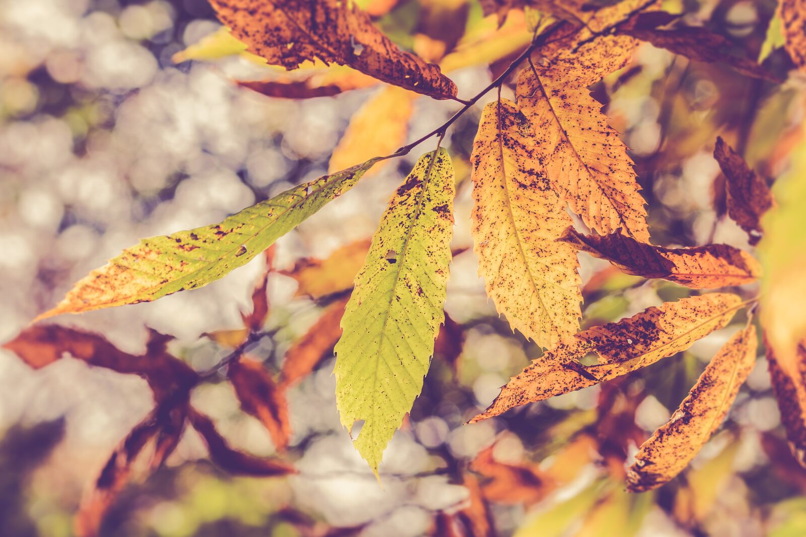 Sony SLT-A58 + 105mm F2.8 sample photo. Leaves, autumn, fall colors photography