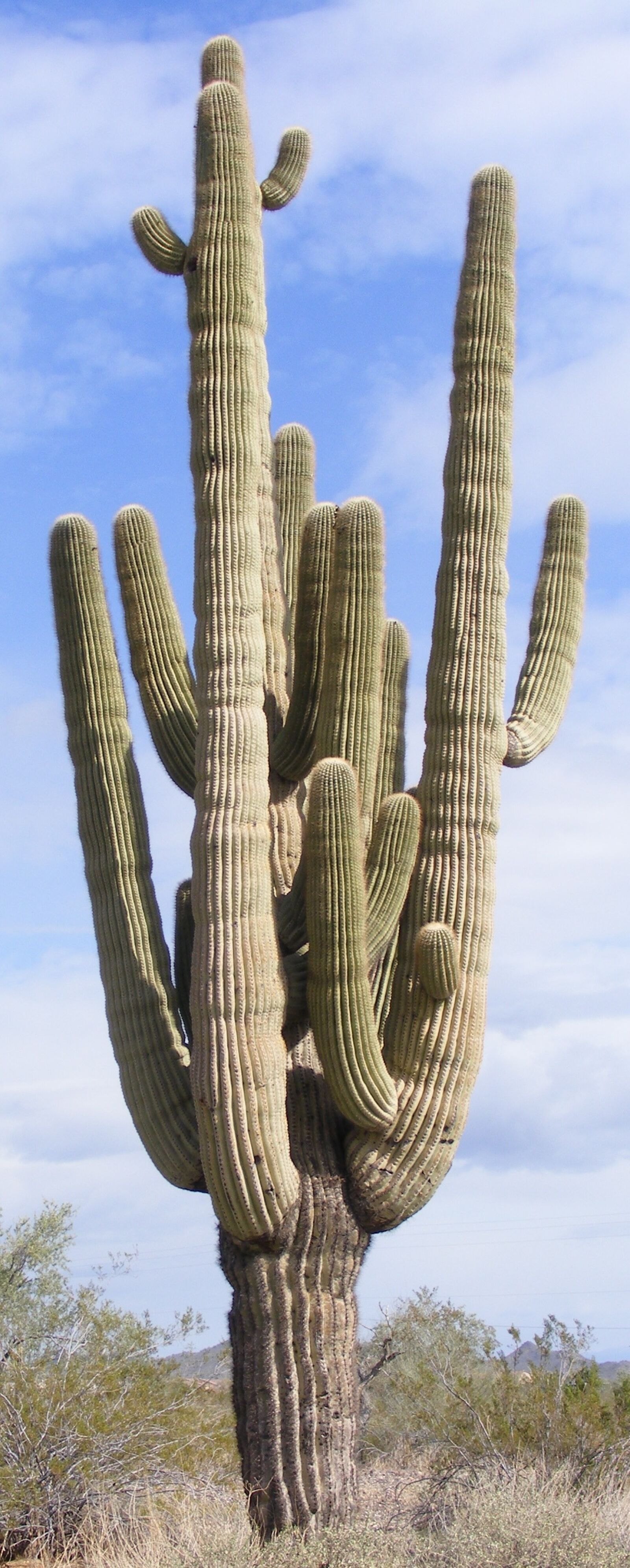 Fujifilm FinePix S5700 S700 sample photo. Cactus, multiple arms, saguaro photography