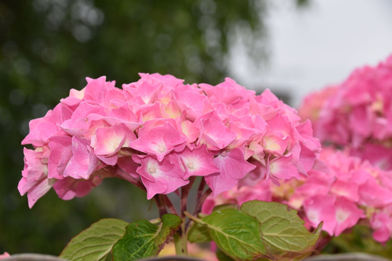 Nikon D5600 sample photo. Flower, flower hydrangea, pink photography