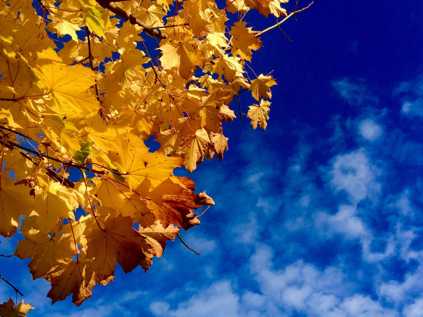 Apple iPhone SE sample photo. Autumn, leaves, tree photography