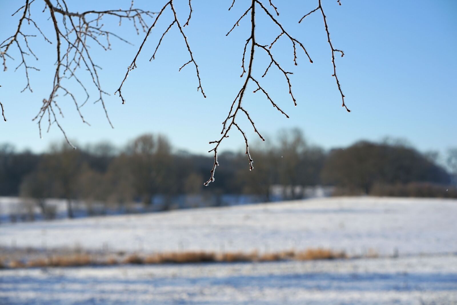 Sony a7 II sample photo. Branch, frost, winter photography
