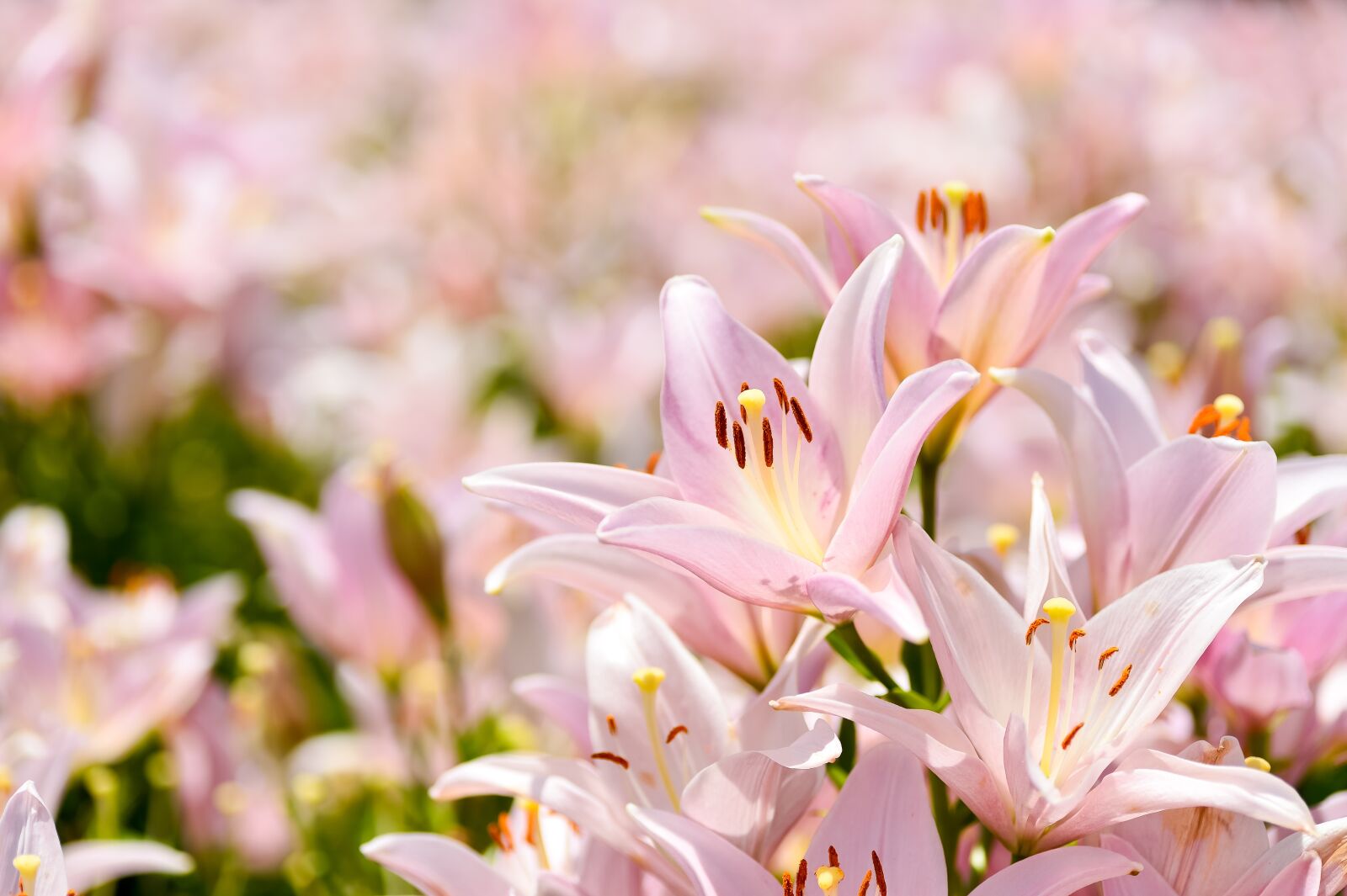 Nikon Df sample photo. Natural, landscape, plant photography