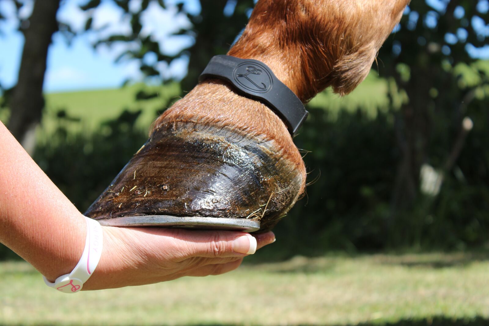 Canon EOS 600D (Rebel EOS T3i / EOS Kiss X5) + Canon EF-S 18-55mm F3.5-5.6 IS sample photo. Hand, horse, love photography