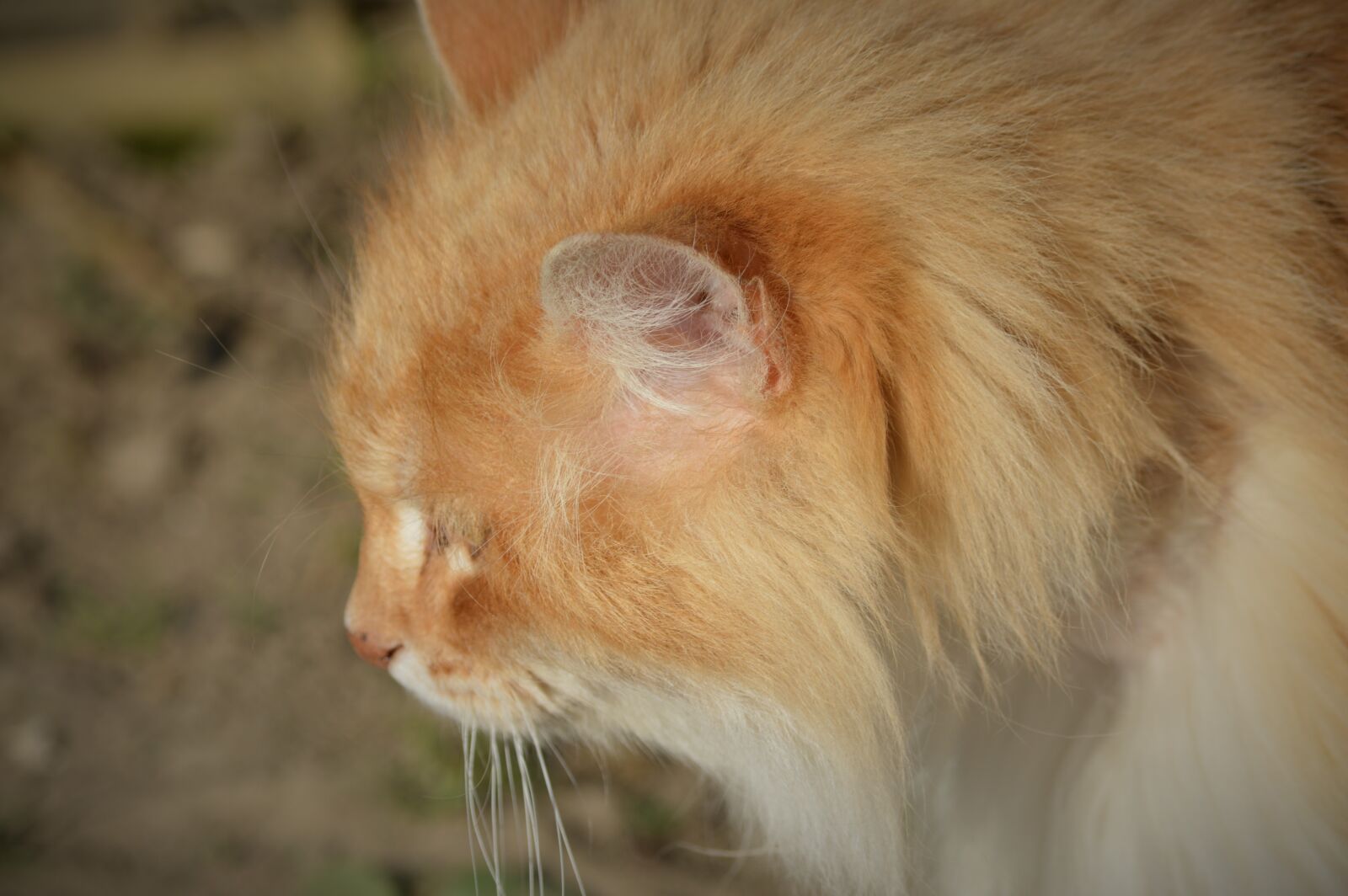 Nikon D3200 sample photo. Cat, portrait, coat photography