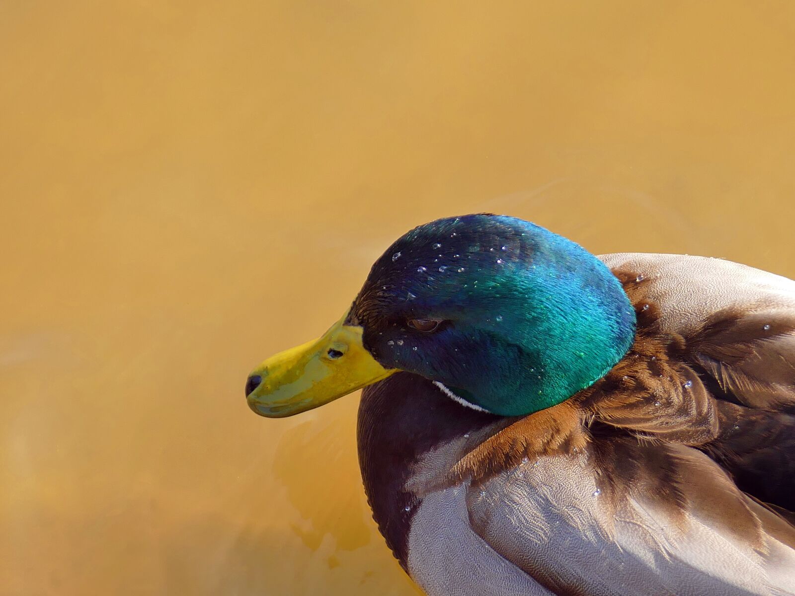 Panasonic Lumix DMC-FZ1000 sample photo. Duck, animal, bird photography