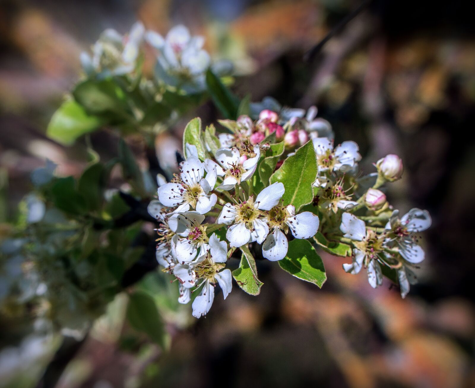 Sony a6000 + Sony E PZ 18-105mm F4 G OSS sample photo. Flowers of cherry, cherry photography