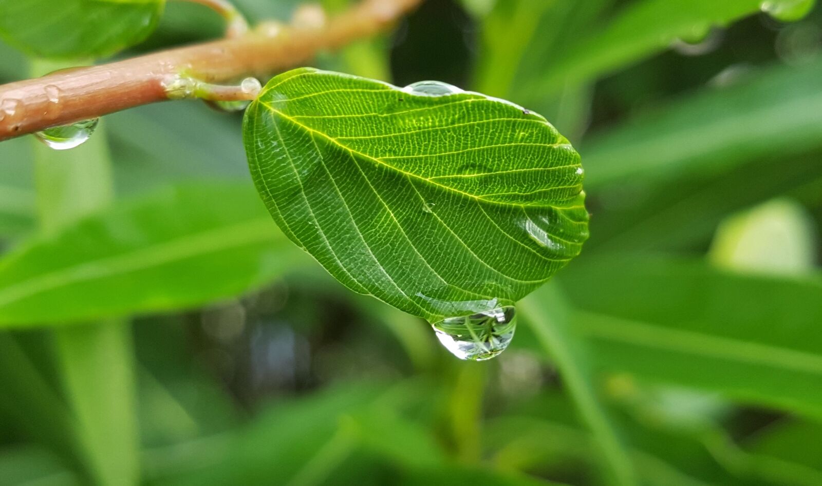 Samsung Galaxy Note5 sample photo. Leaf, leaves, wet photography