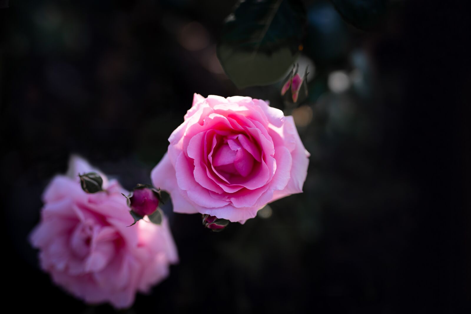 Nikon D750 sample photo. Rose, japan, flower photography