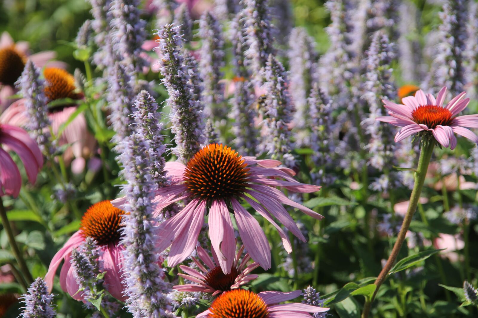 Canon EOS 1100D (EOS Rebel T3 / EOS Kiss X50) sample photo. Switzerland, lucerne, flowers photography