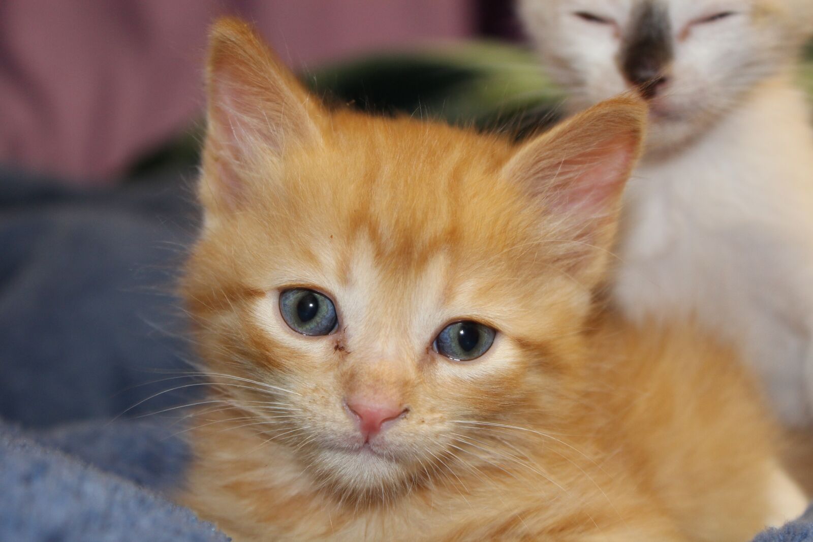 Canon EOS 1200D (EOS Rebel T5 / EOS Kiss X70 / EOS Hi) sample photo. Cat, puppy, fel photography