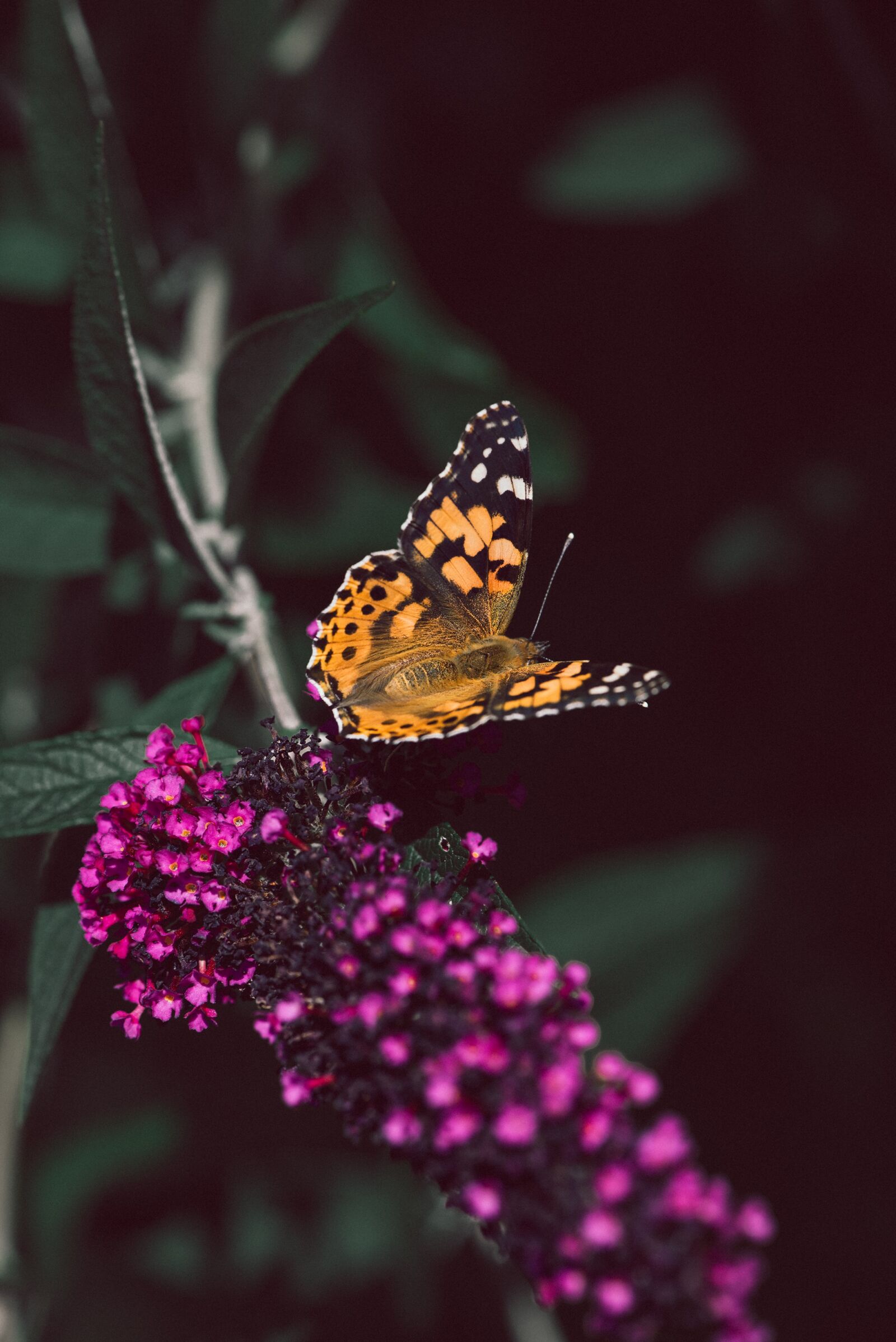 Nikon D750 sample photo. Butterfly, edelfalter, butterflies photography