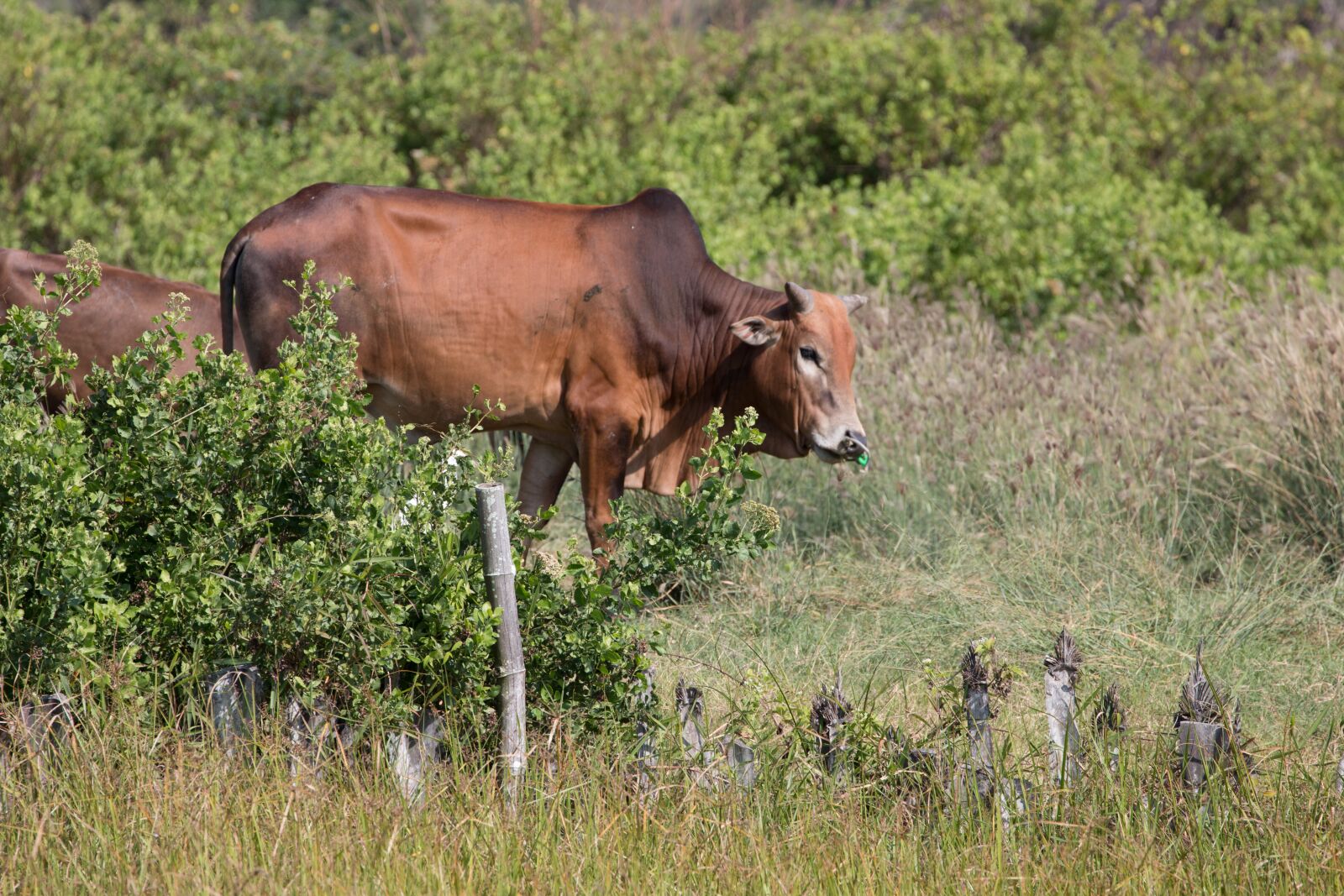 Canon EOS 70D + Canon EF 70-300mm F4-5.6L IS USM sample photo. The cow, outdoor, pa photography