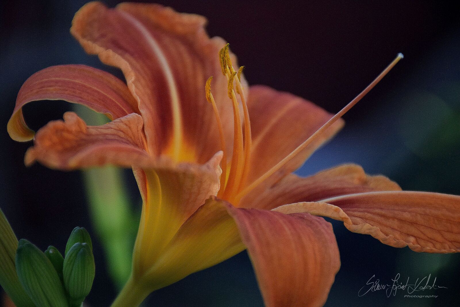 Nikon D3300 sample photo. Virág, liliom, lilom photography