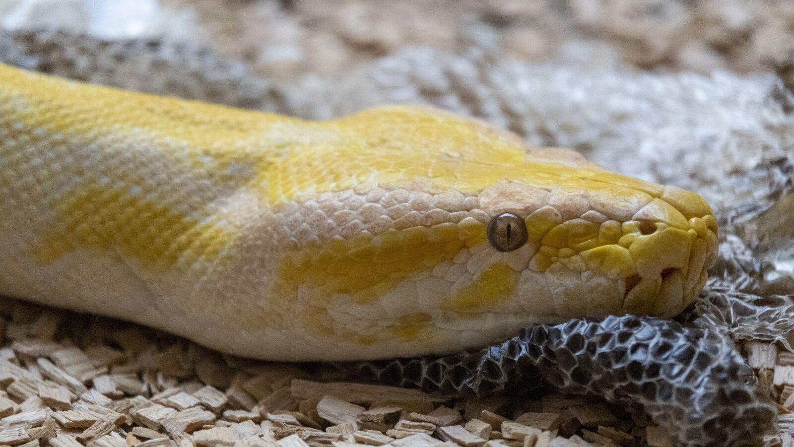 Fujifilm XF 55-200mm F3.5-4.8 R LM OIS sample photo. Snake, tortie, reptile photography