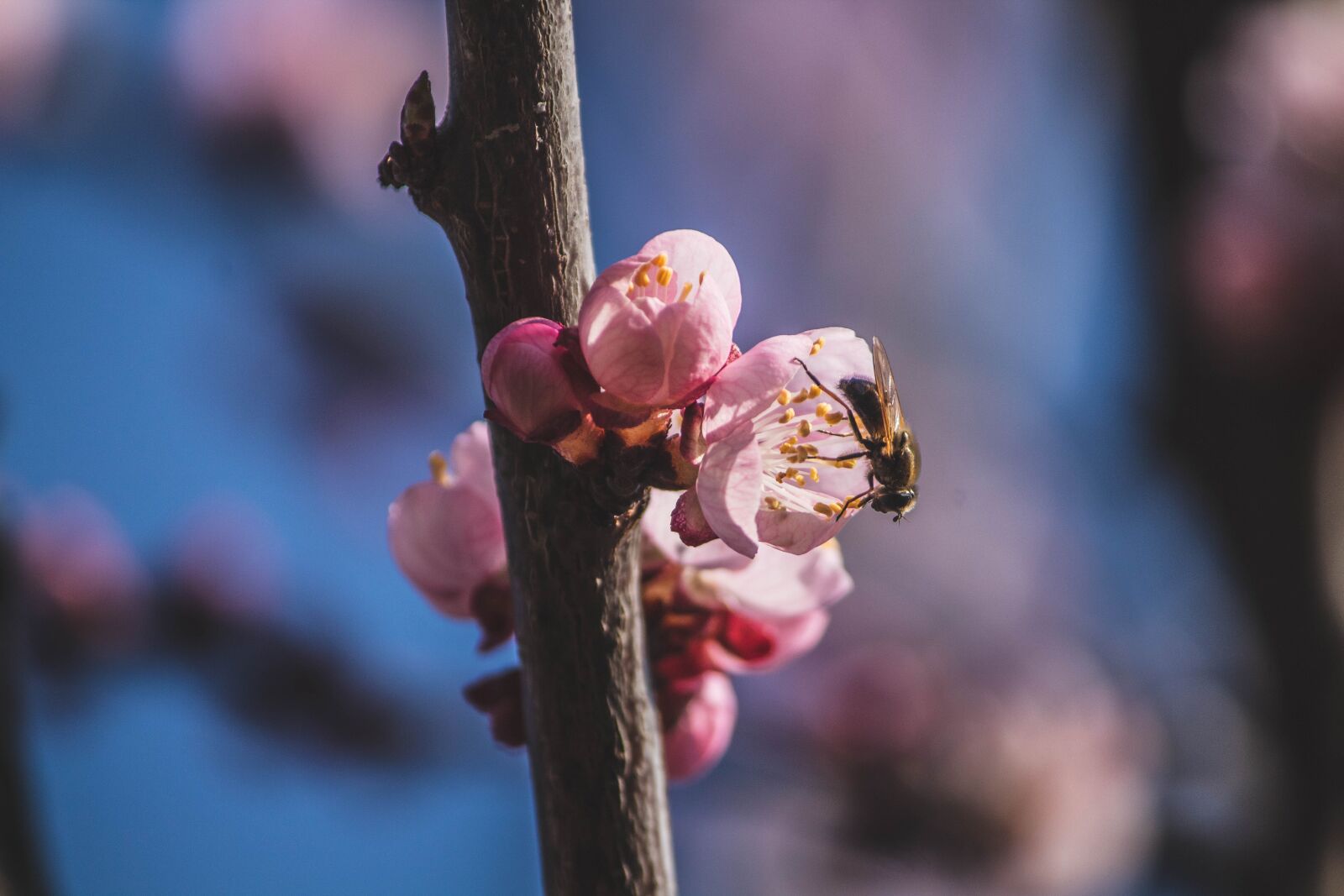 Canon EOS 1300D (EOS Rebel T6 / EOS Kiss X80) sample photo. Spring, bloom, blossom photography