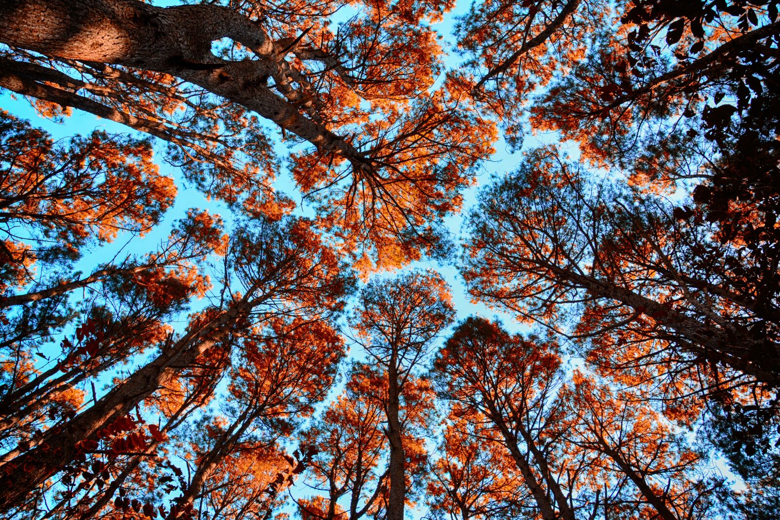 Nikon D7100 sample photo. Forest, trees, autumn photography