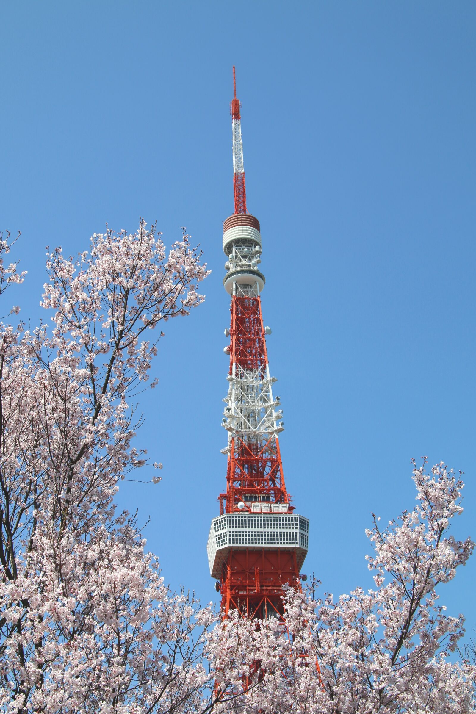 Canon EF-S 17-85mm F4-5.6 IS USM sample photo. Blue sky, cherry blossom photography