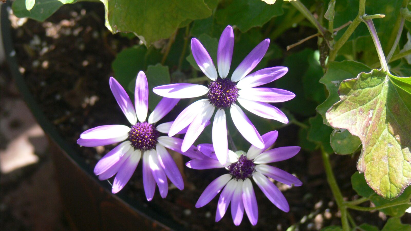 Panasonic DMC-FZ30 sample photo. Flowers, daisies, bloom photography