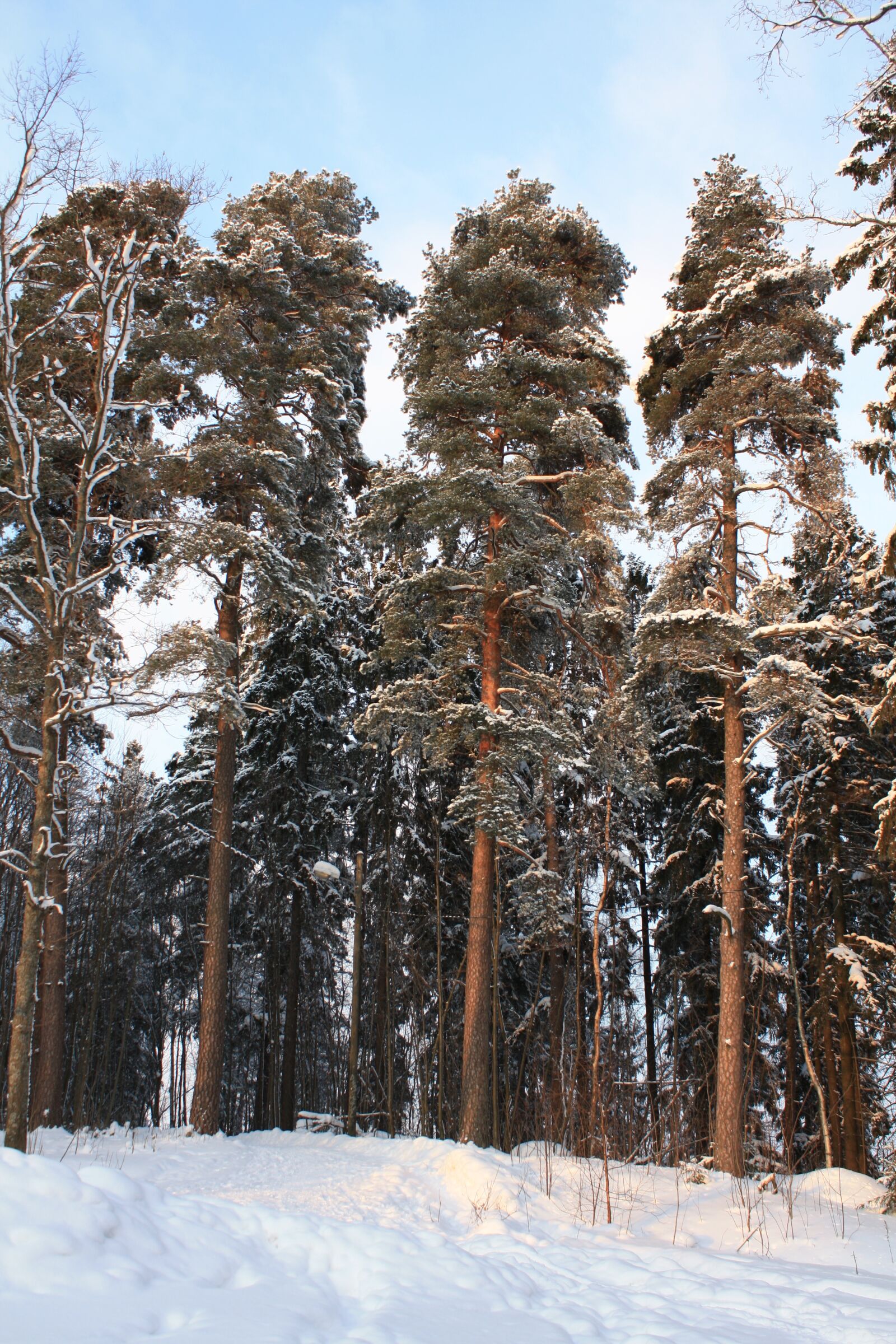 Canon EOS 450D (EOS Rebel XSi / EOS Kiss X2) sample photo. Winter, finland, snow photography