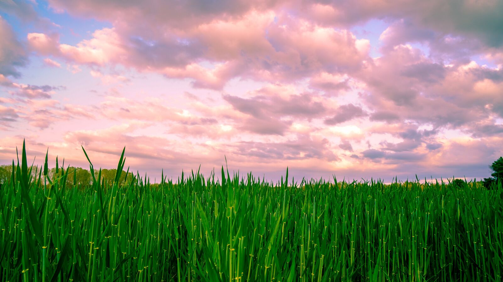 Sony a6500 + Sony Vario-Tessar T* E 16-70mm F4 ZA OSS sample photo. Panoramic, dawn, lawn photography