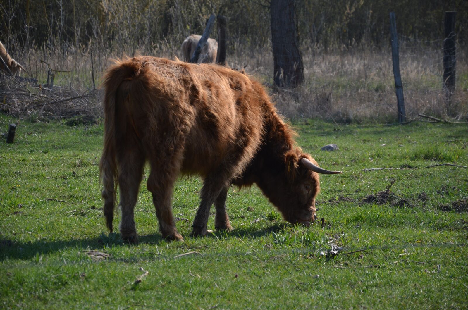 Nikon D7000 sample photo. Cows, nature, spring photography