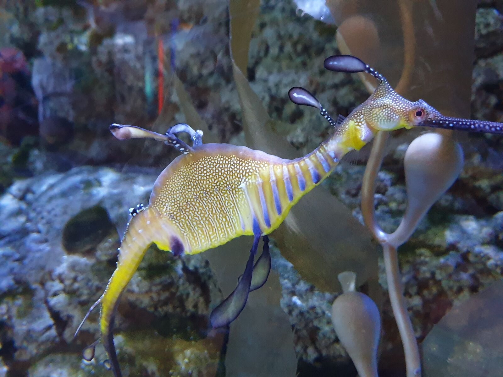 Samsung Galaxy S9 sample photo. Dubai, aquarium, fish photography