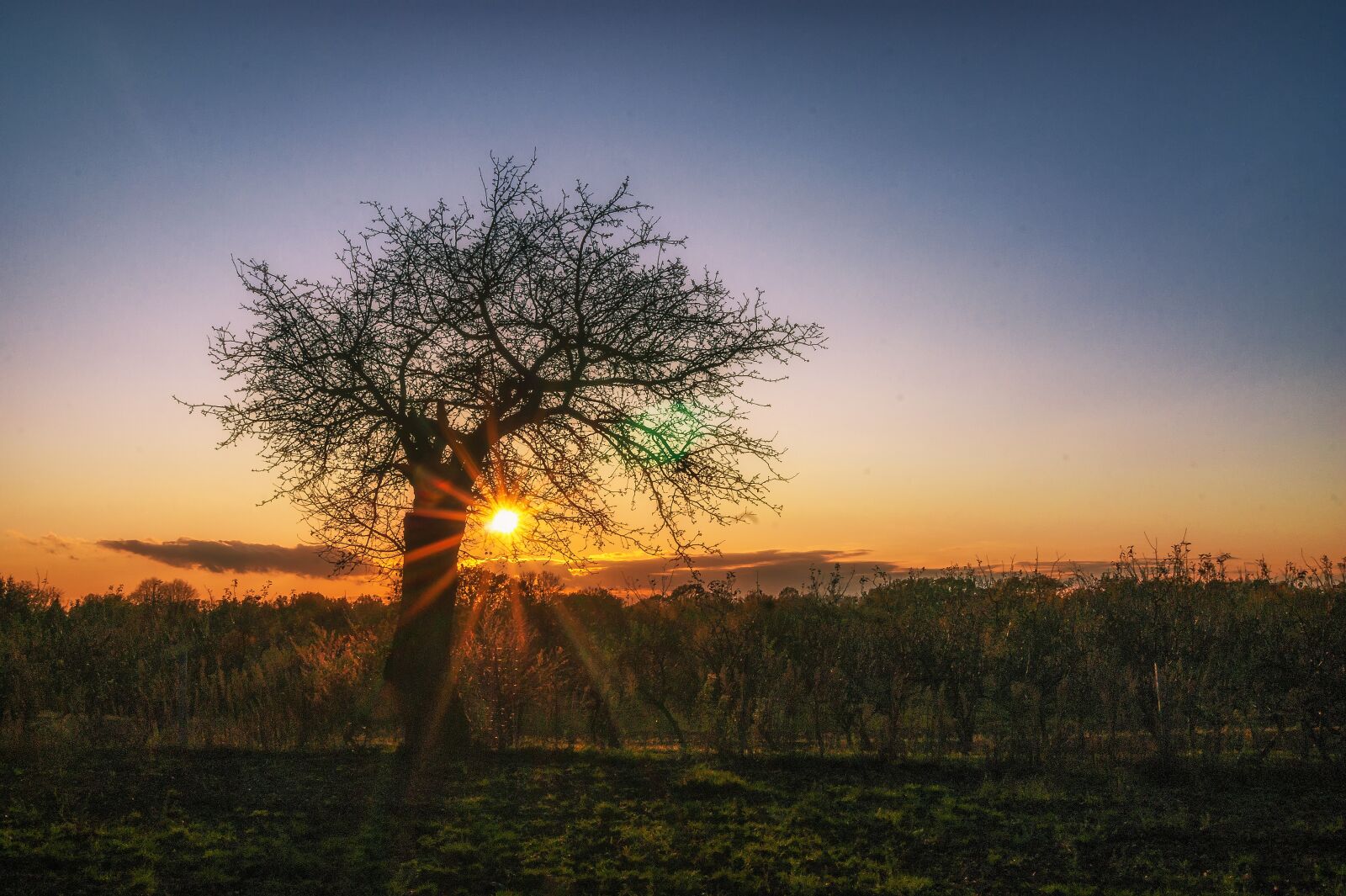 Sony Alpha DSLR-A290 sample photo. Tree, sunset, sun photography